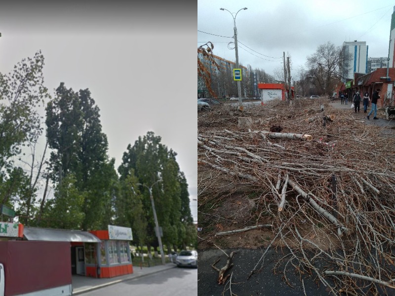Деревья до и после.jpg