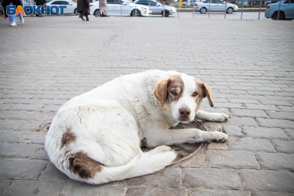Как выглядят бездомные животные Волгодонска