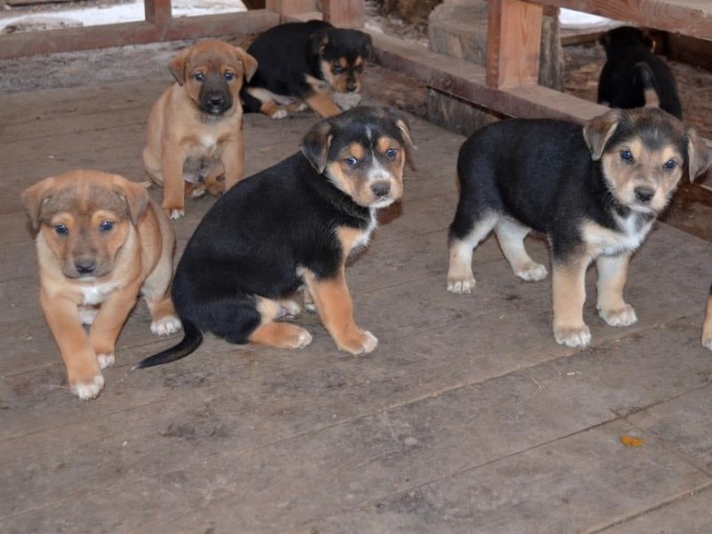 В Волгодонске ищут дом девяти щенкам