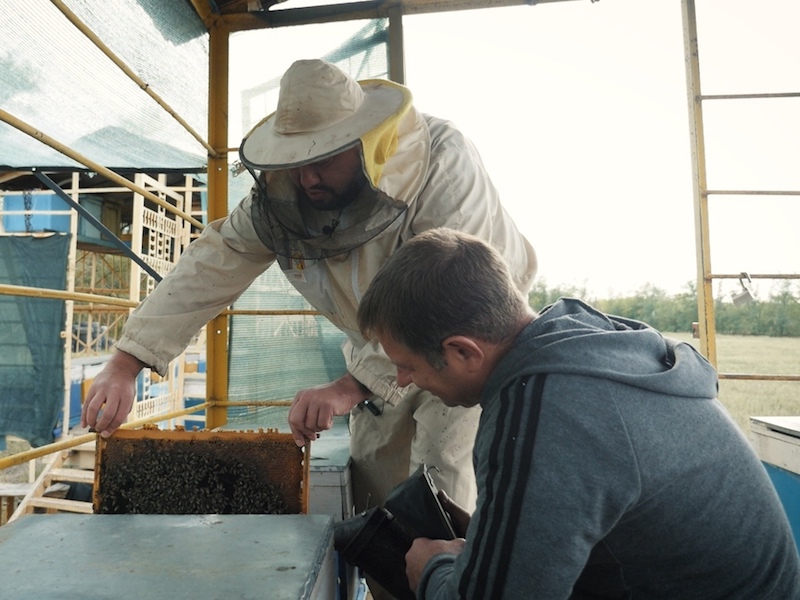 Как пчеловоду заставить пчел делать «правильный мед»
