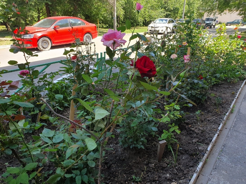 «Из-за него цветы гибнут»: война с домкомом за палисадники развернулась в Волгодонске