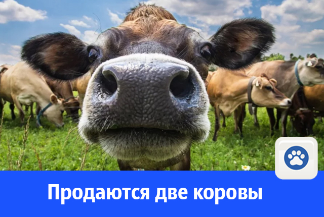 коровы.jpg
