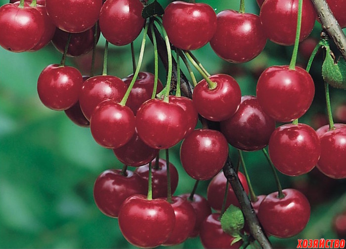 8 лучших сортов вишни для ваших участков