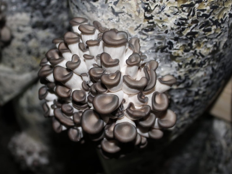 В компании «Мир грибов» можно найти свежие и маринованные грибы