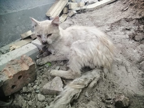 Кот «до»