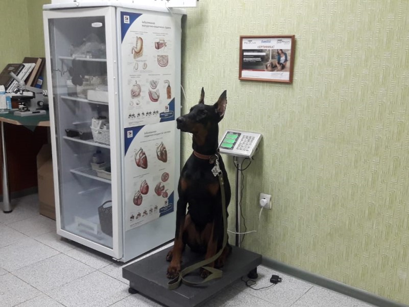 Ветеринарная клиника «ЗооМир», Волгодонск